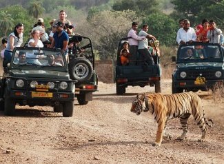 Jungle-Safari-in-Open-Jeep-1