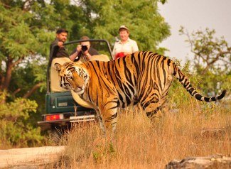 Jungle-Safari-in-Open-Jeep-2